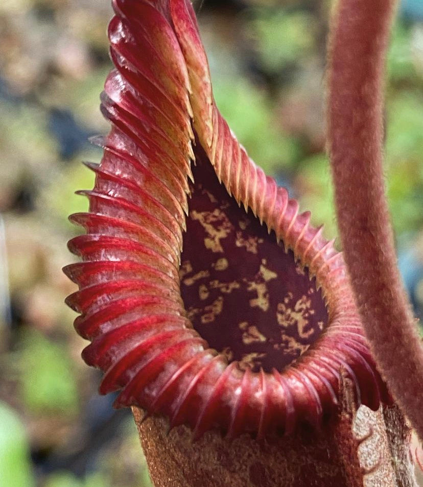 Nepenthes Hybrids – Pitcher N' Moss