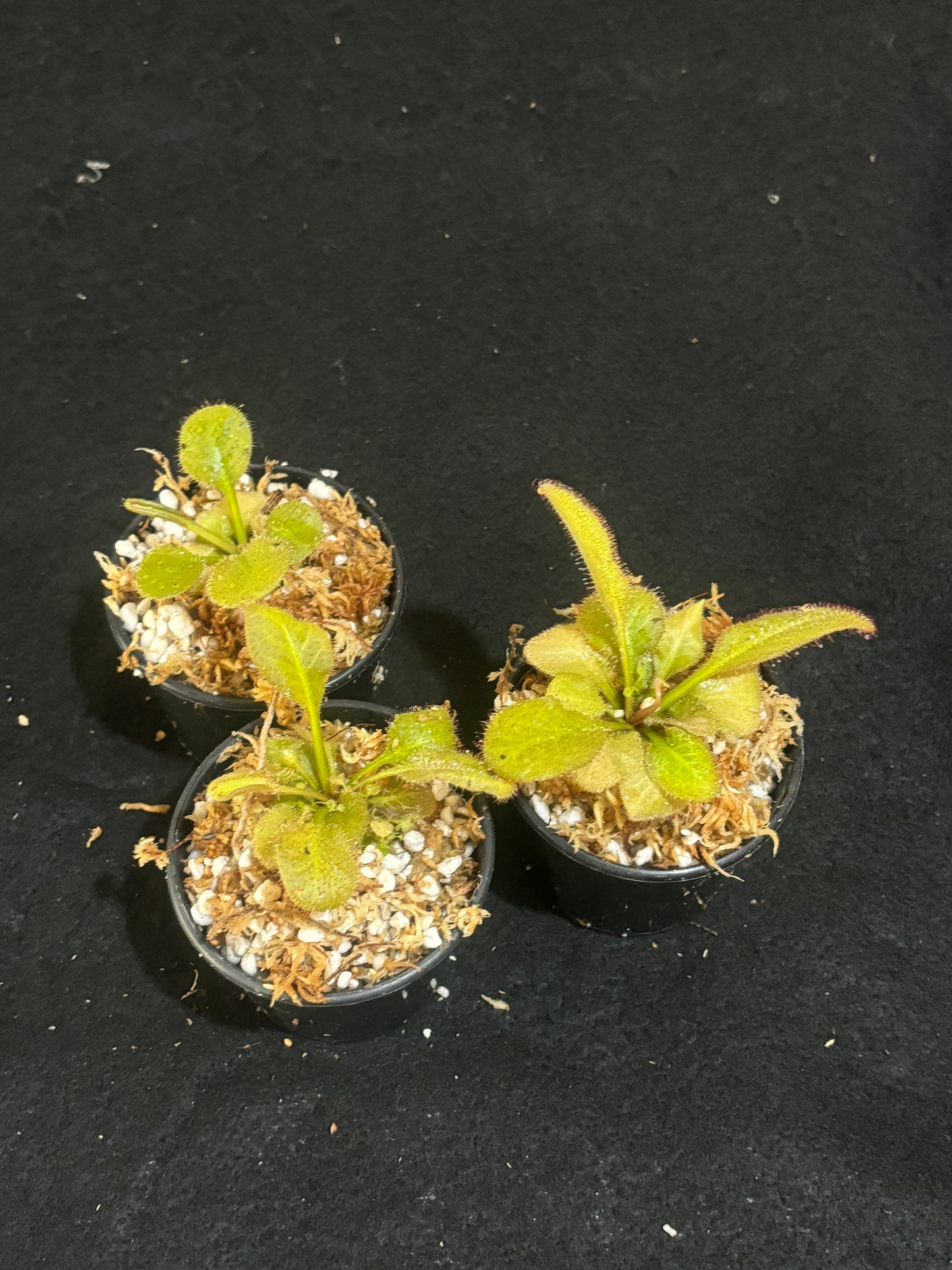 Drosera prolifera x schizandra 'Andromeda'