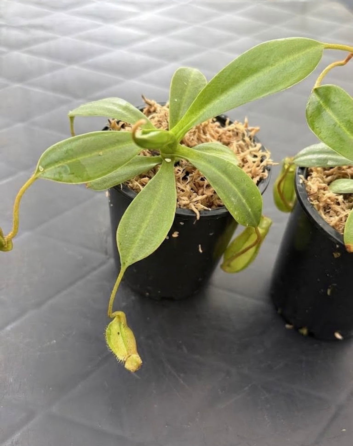 Nepenthes burkei x ephippiata BE-4652