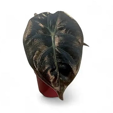 Alocasia Golden Bone