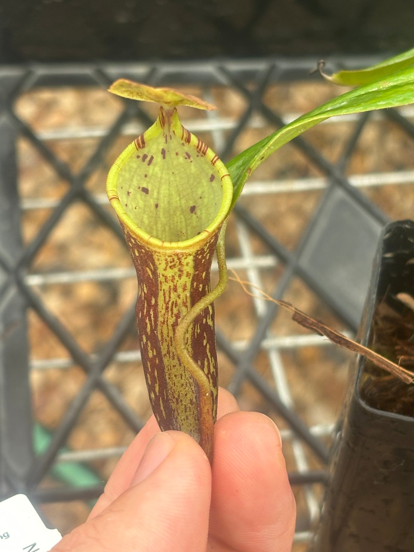 Nepenthes spectabilis Giant x campanulata SG