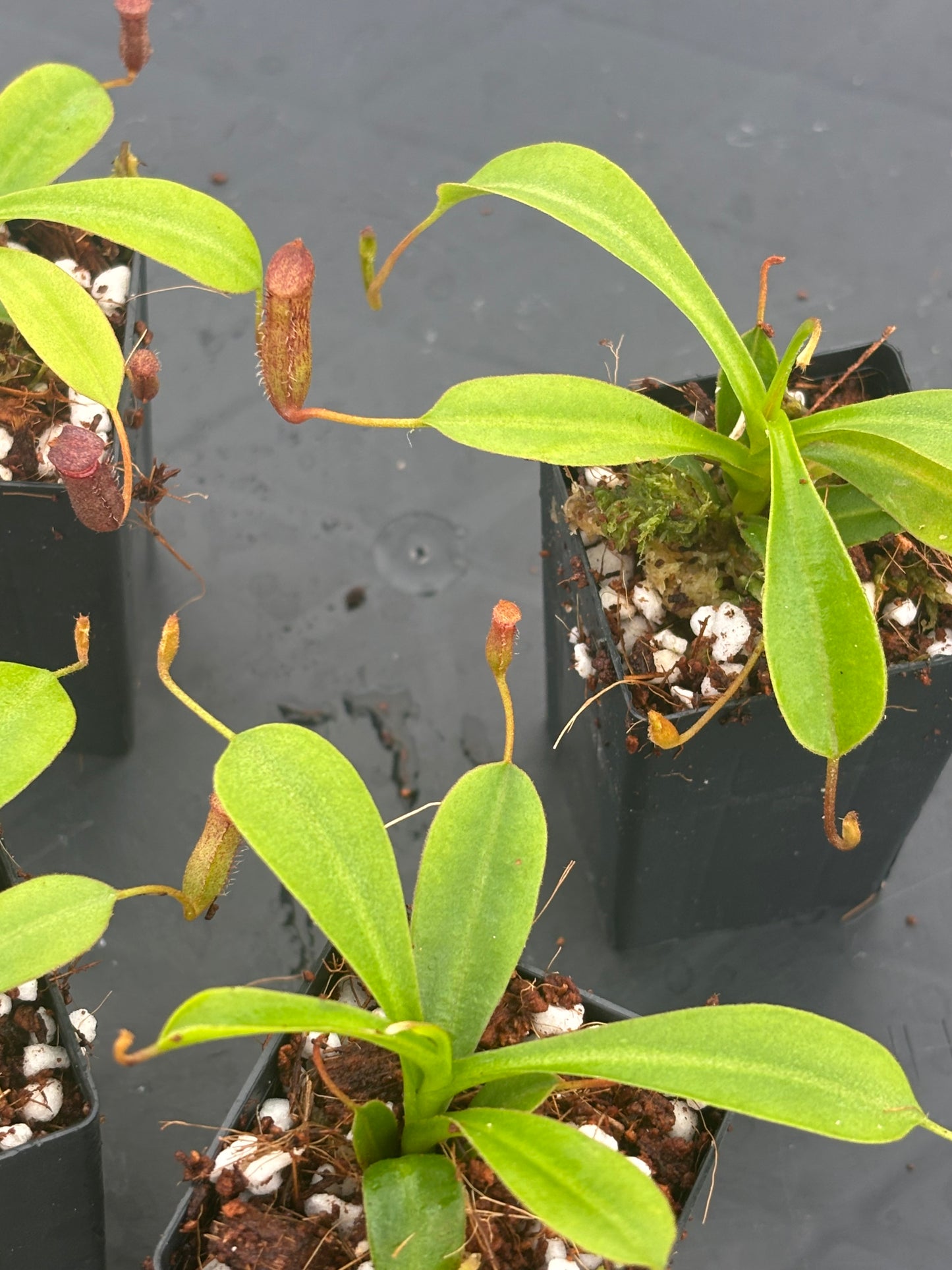 Nepenthes lowii x ventricosa