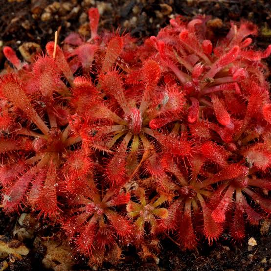 Drosera spatulata x ultramafica