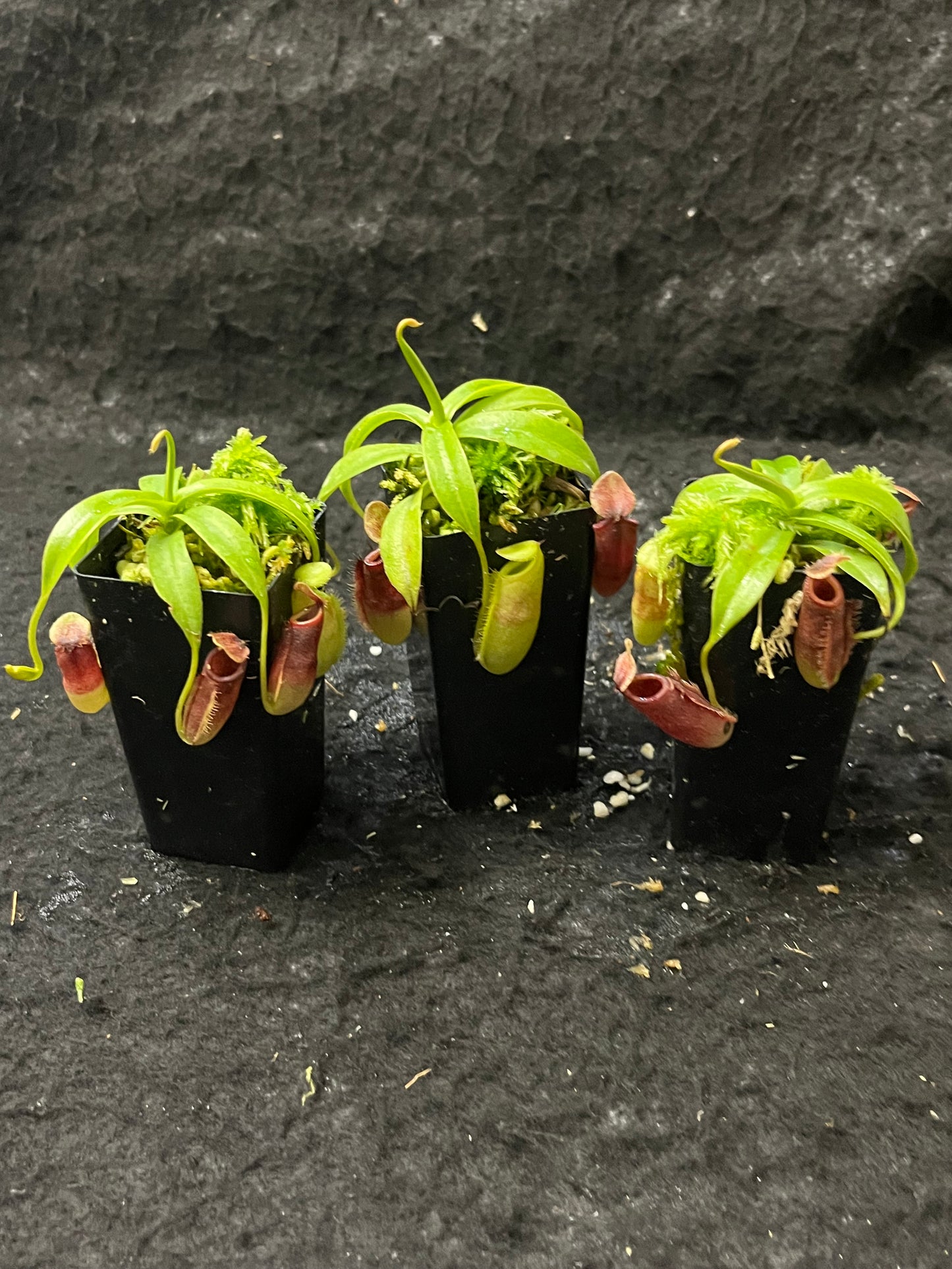 Nepenthes talangensis x (lowii x tentaculata) BE-4573