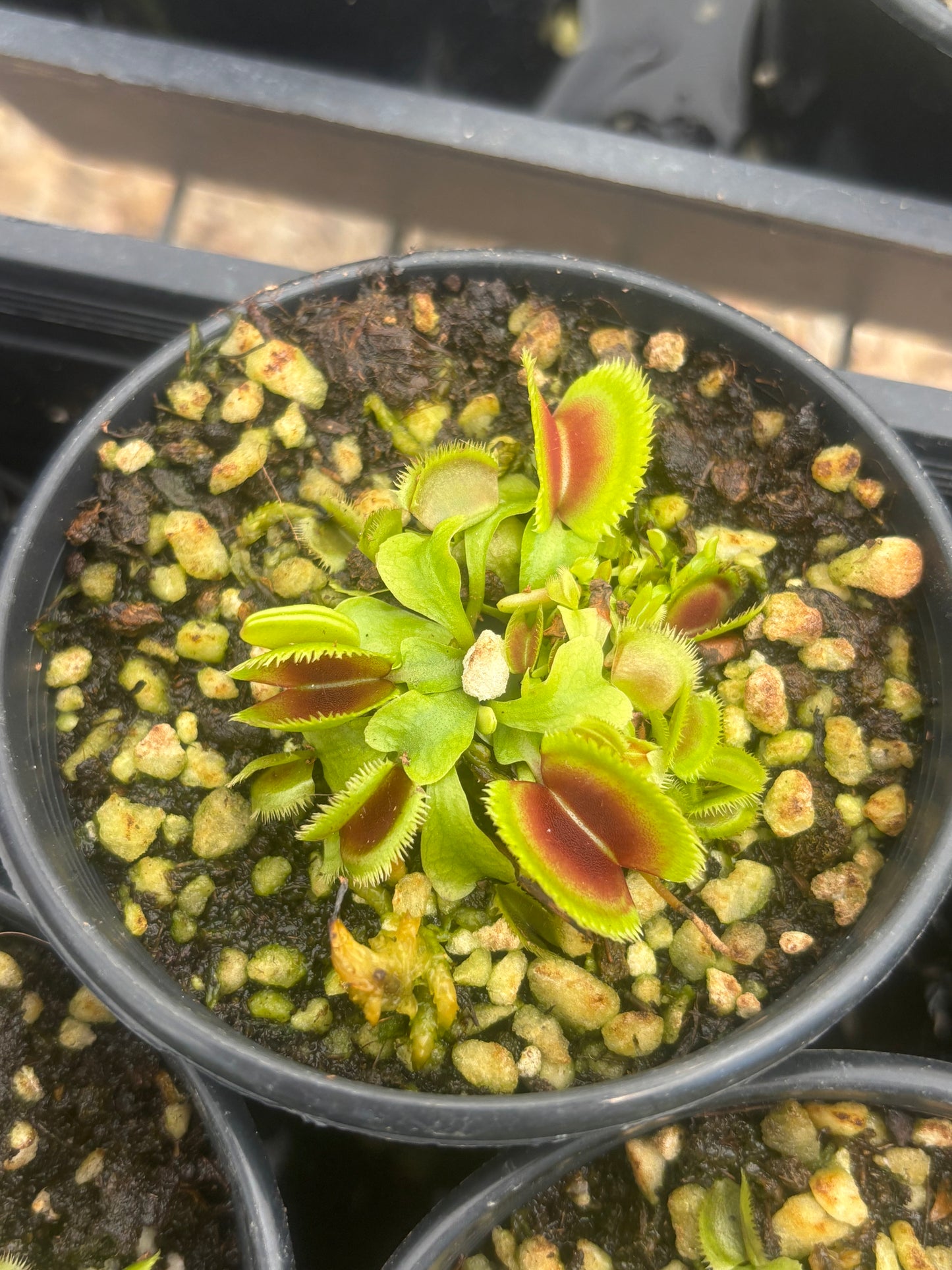 Dionaea muscipula 'Giant Clam'