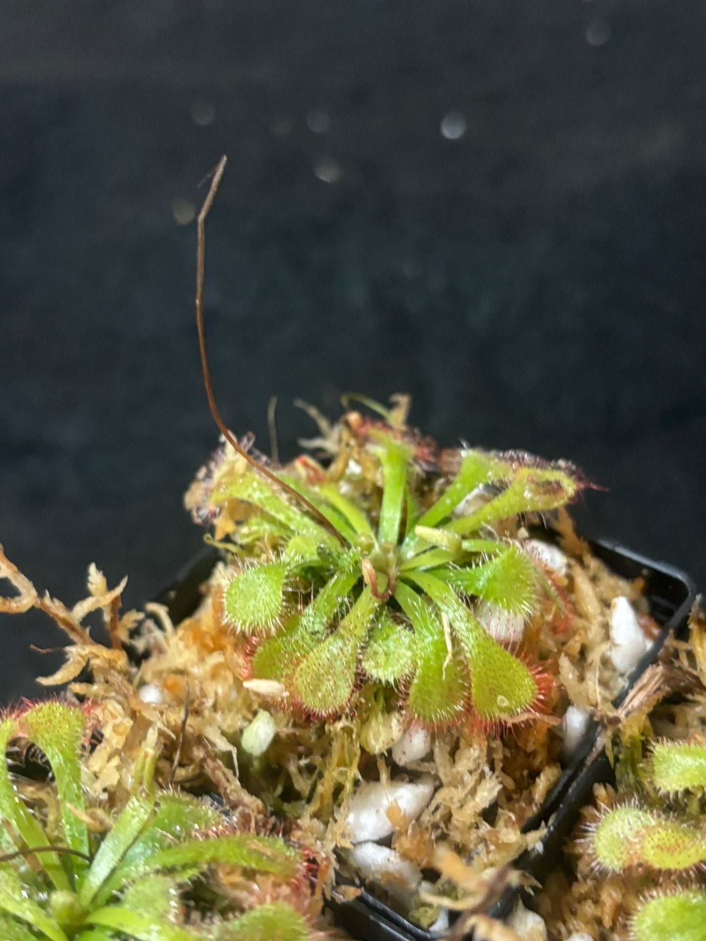 drosera natalensis