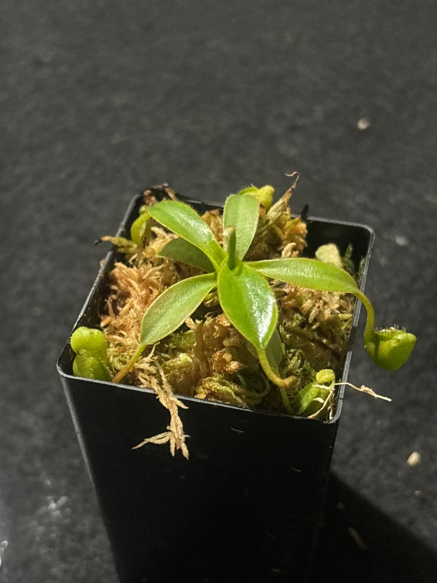 nepenthes ephippiata
