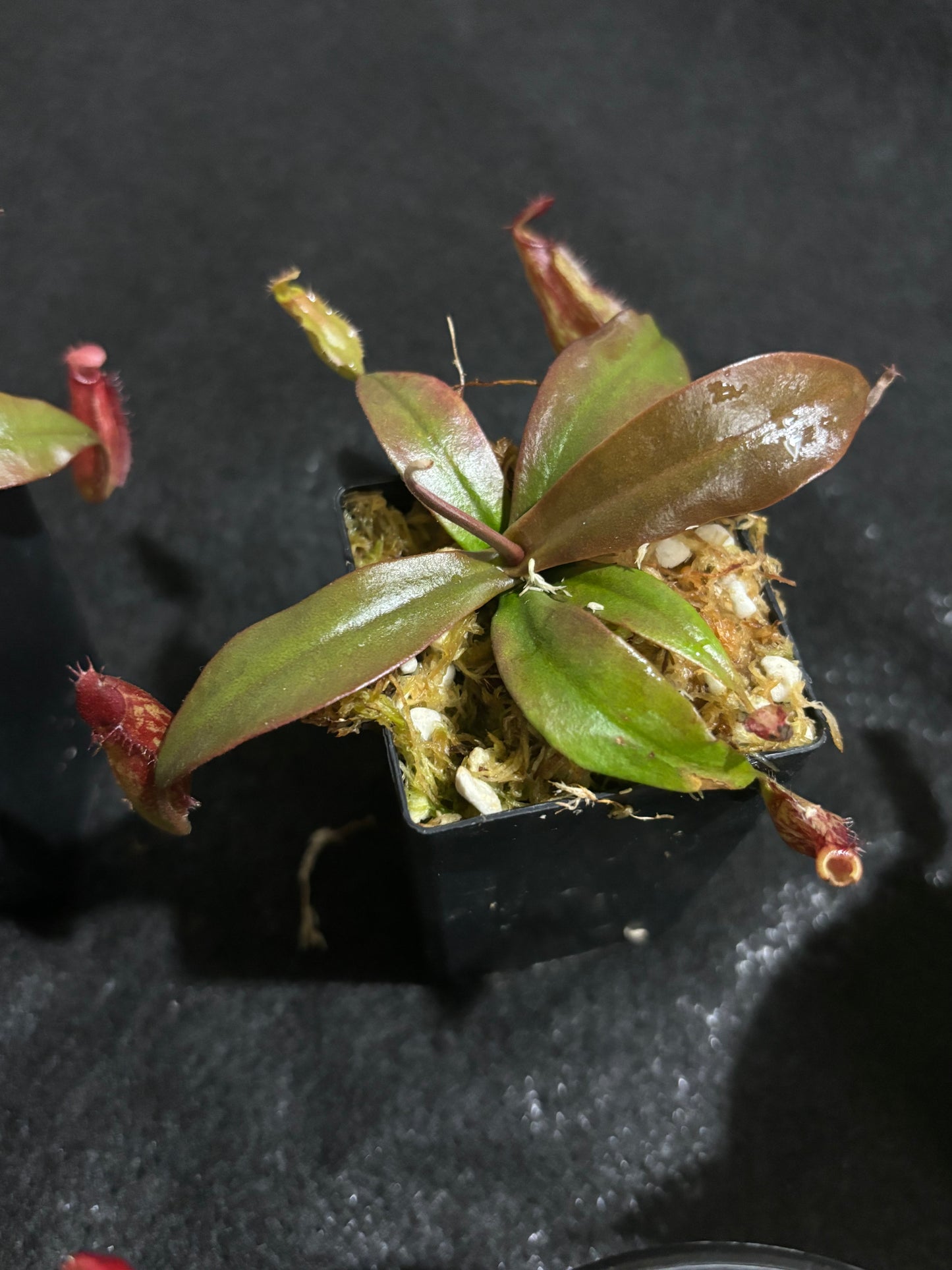Nepenthes ampullaria x sibuyanensis 'Dark Secret'