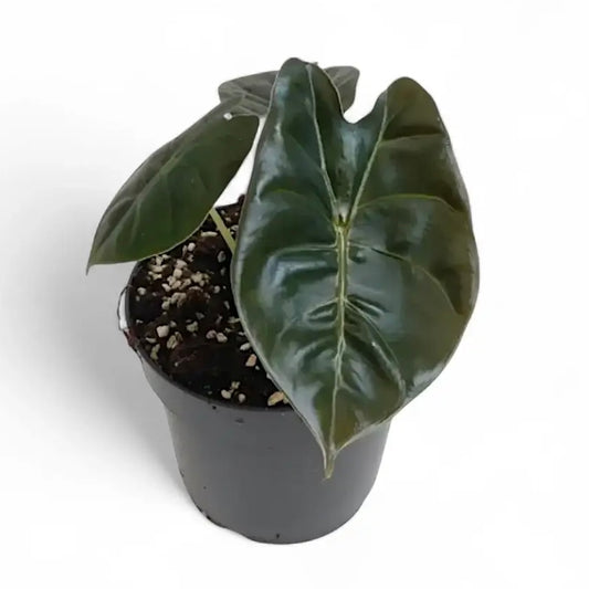 Alocasia Golden Bone