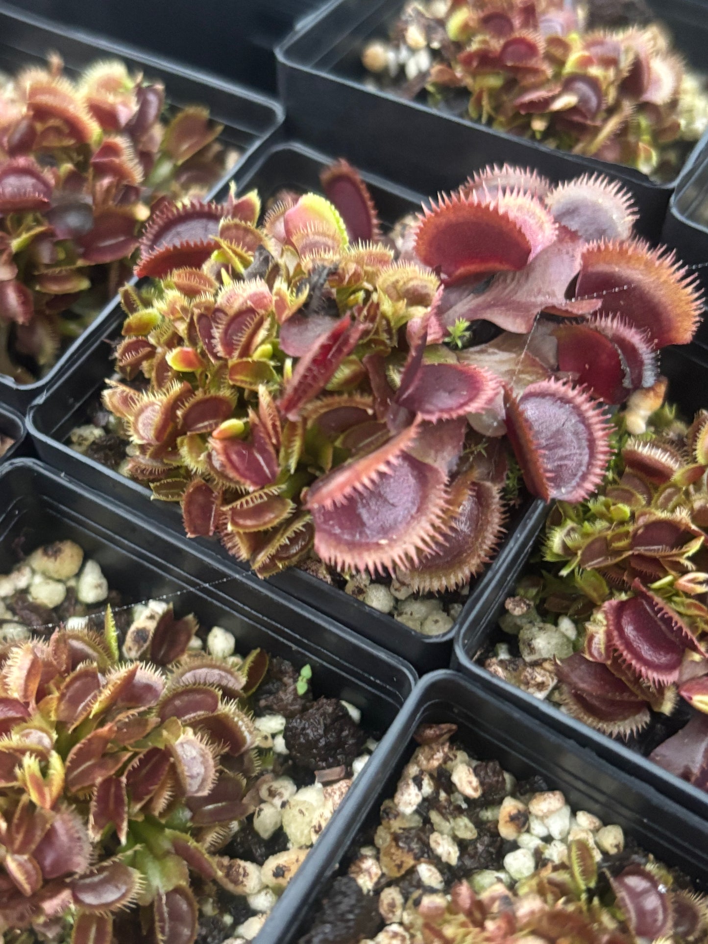 Dionaea muscipula "Amteborus"