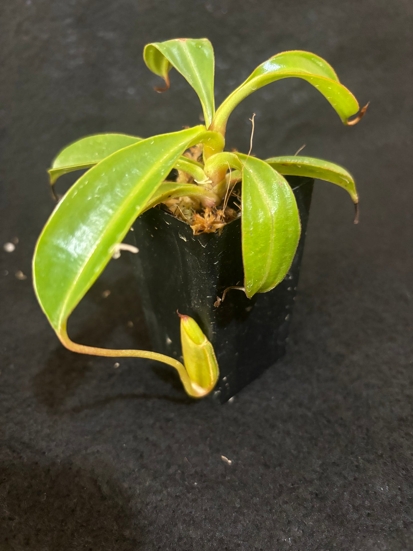 Nepenthes dubia x lowii