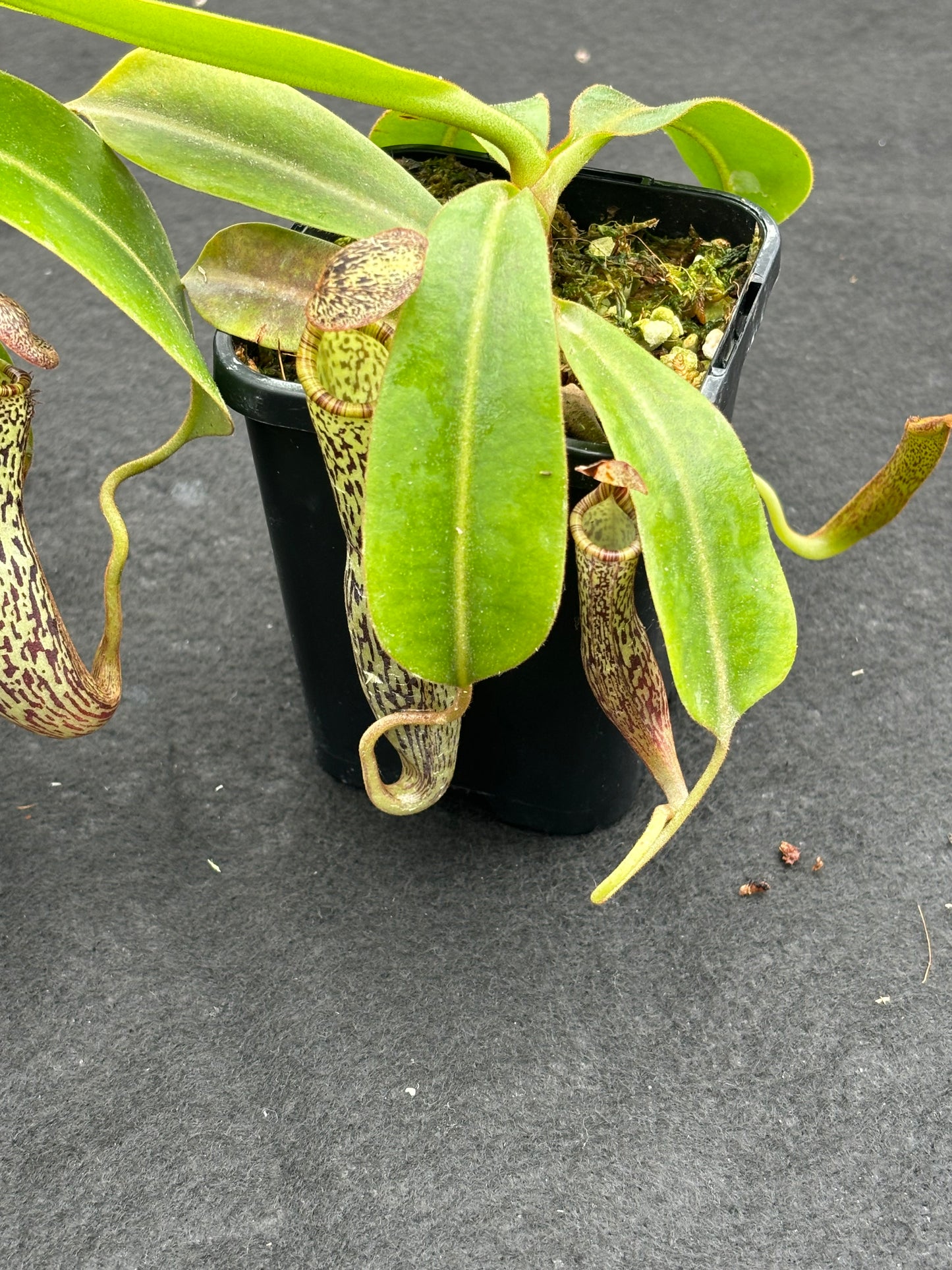 Nepenthes vogelii Seed-grown
