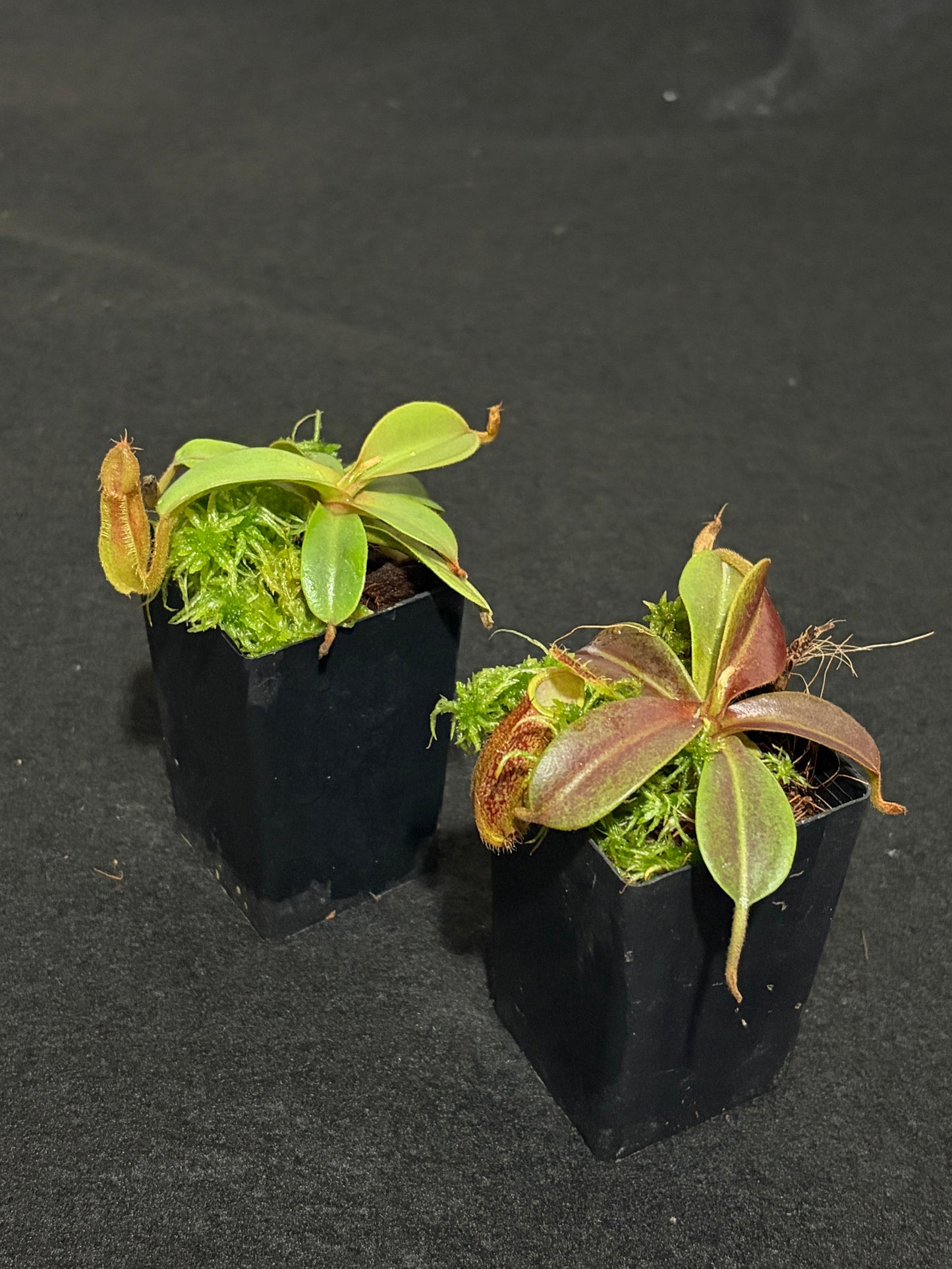 Nepenthes hamata x maxima BE-4689