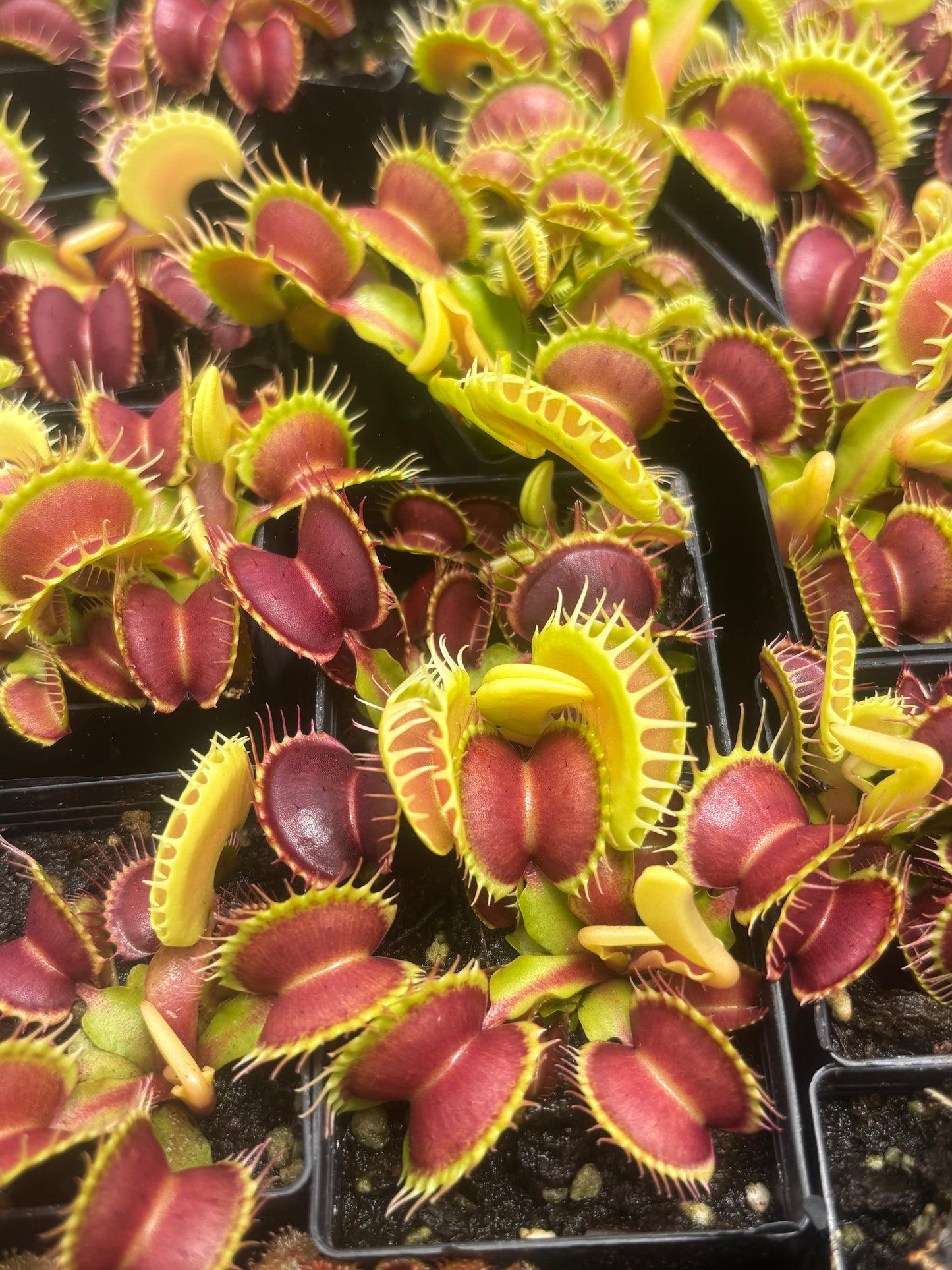 Dionaea muscipula 014#
