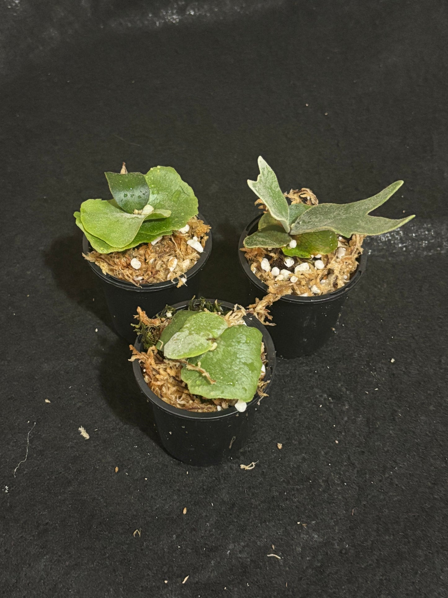 Platycerium OMG