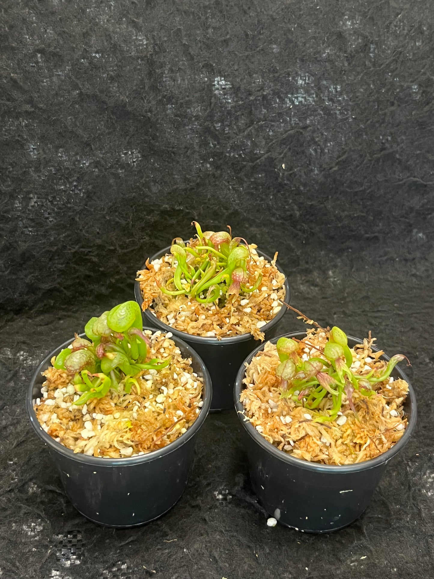 Darlingtonia californica (Cobra Lily)