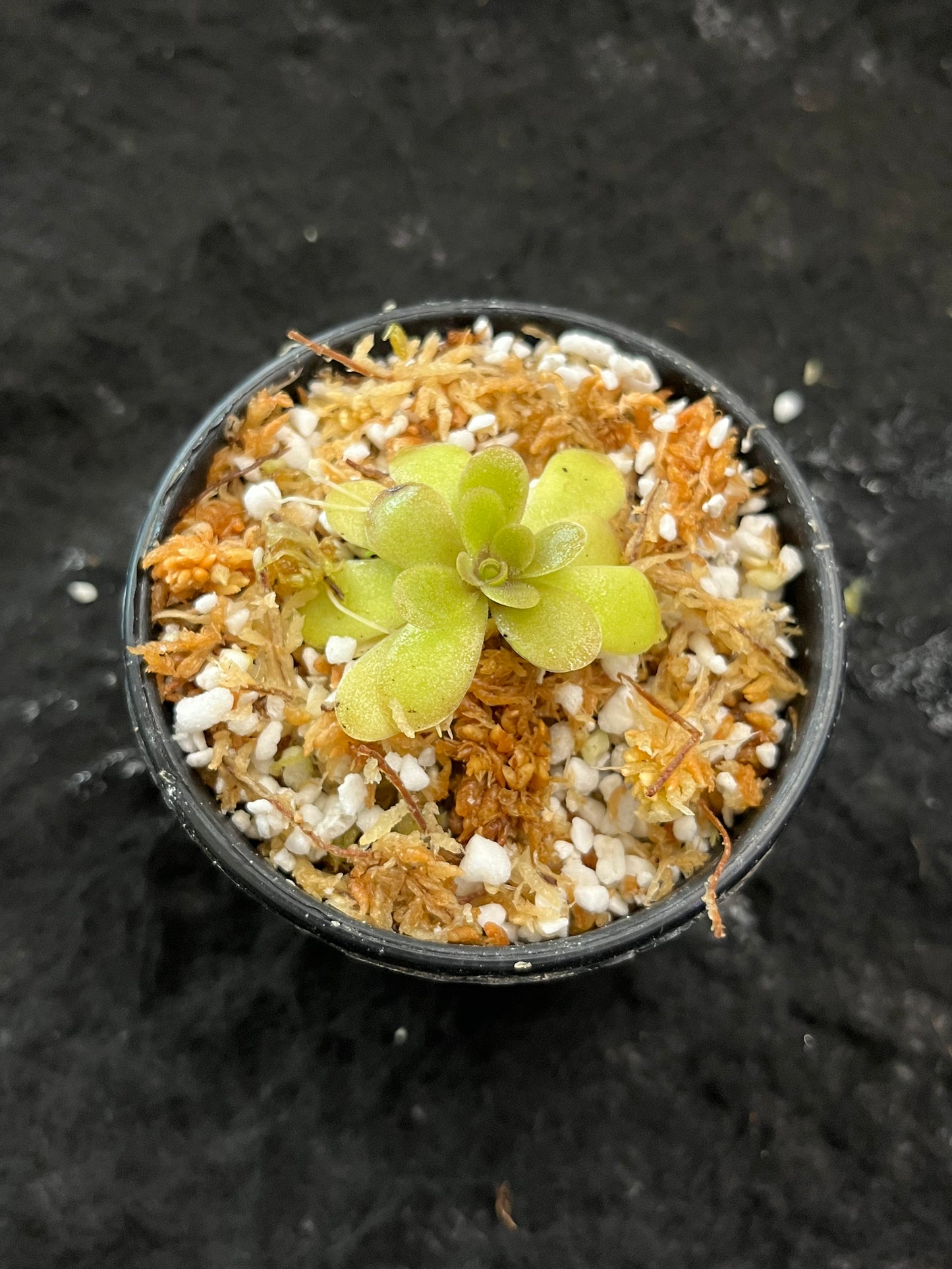 Pinguicula Sp. Huatla