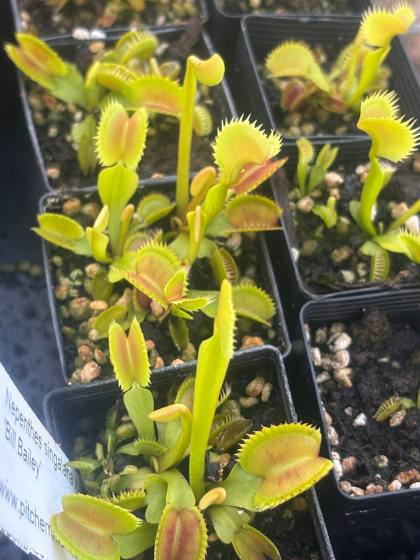 Dionaea muscipula jaws