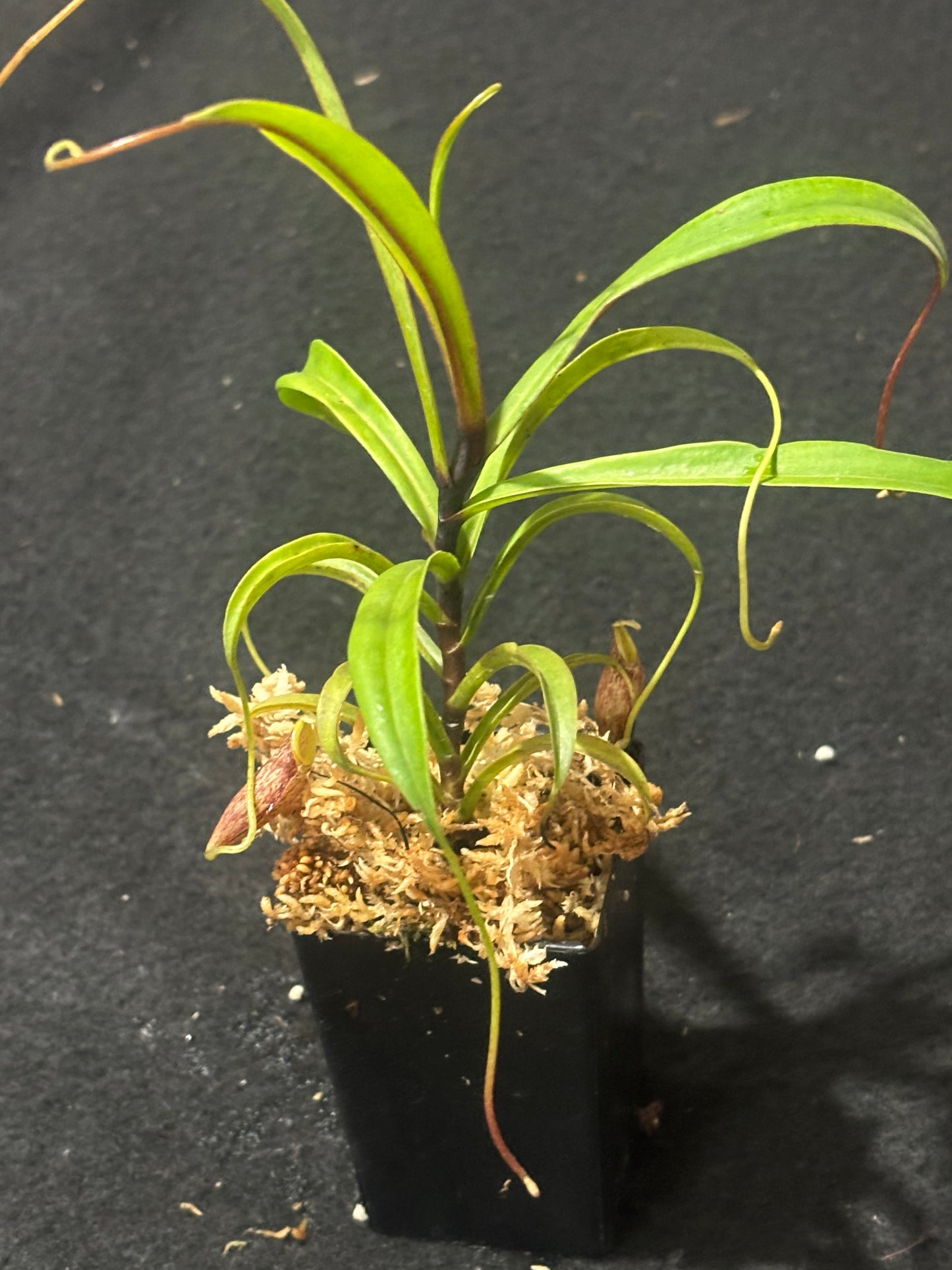 Nepenthes glabrata