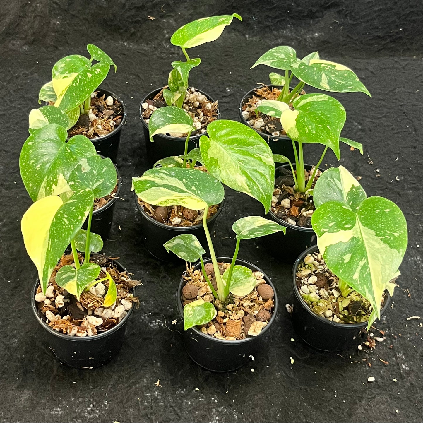Monstera Thai Constellation
