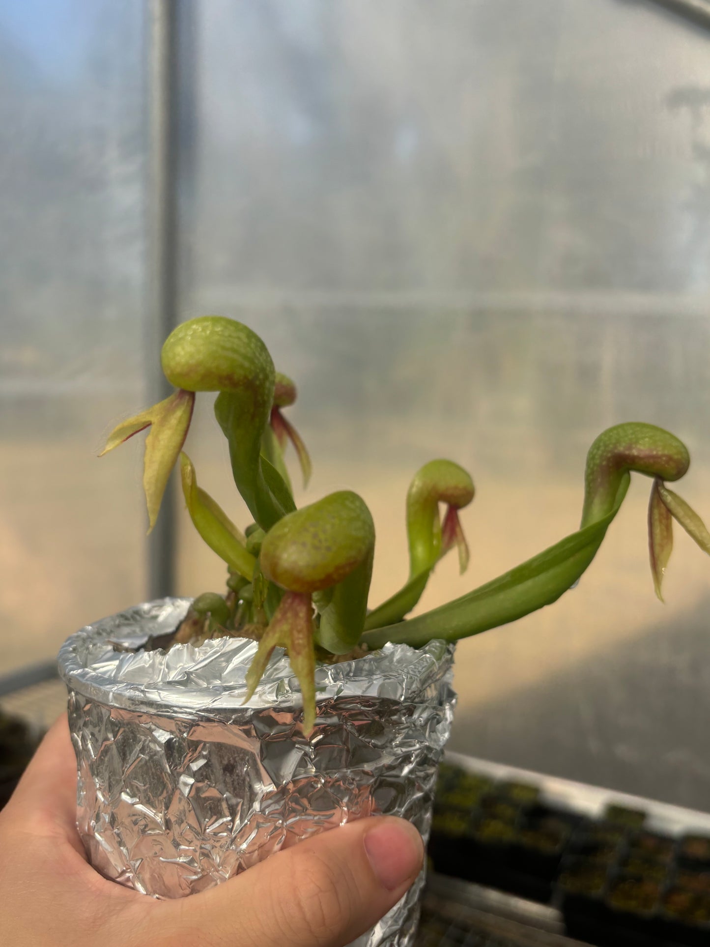 Darlingtonia californica (Cobra Lily)