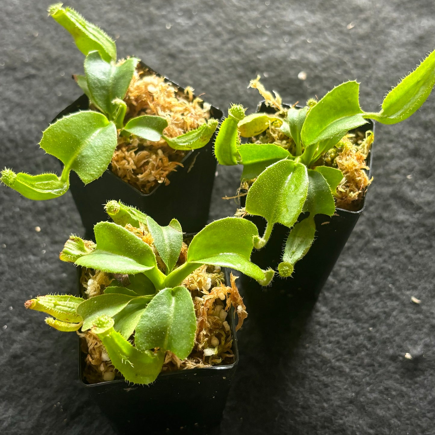 Nepenthes truncata