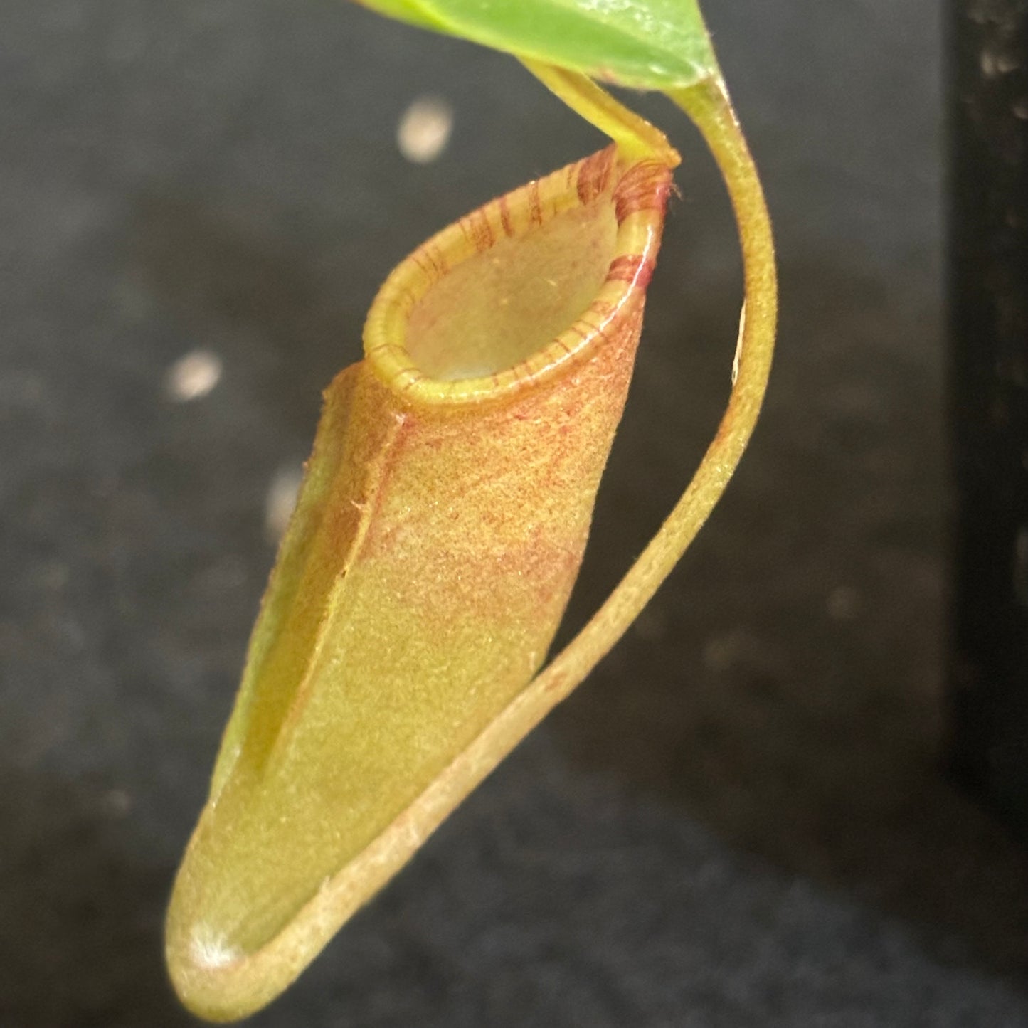 Nepenthes dubia x lowii