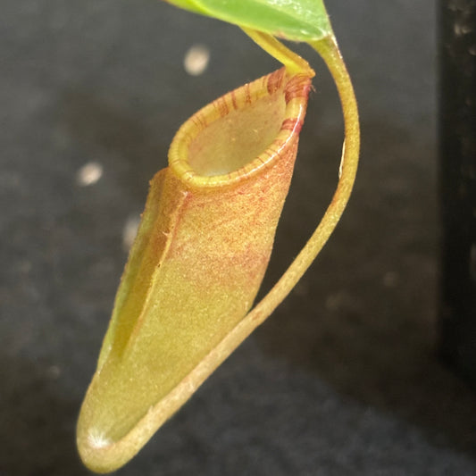 Nepenthes dubia x lowii