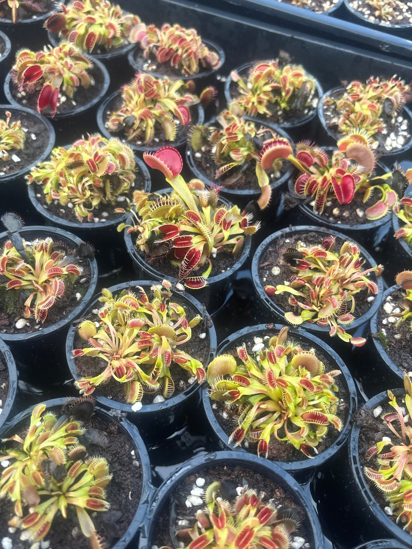 Dionaea muscipula 'Bloody Nurse'
