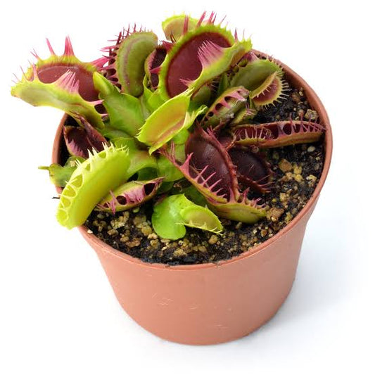 Dionaea fused teeth