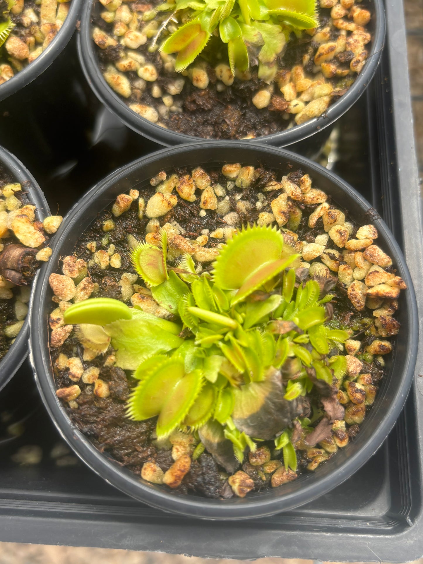 Dionaea muscipula 'Brutal Shark'