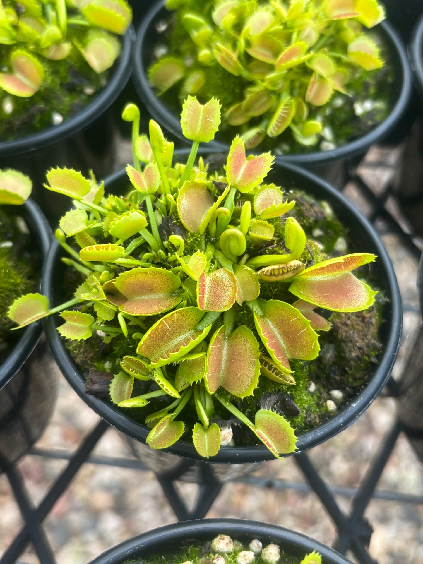 Dionaea muscipula “Candy Cane”
