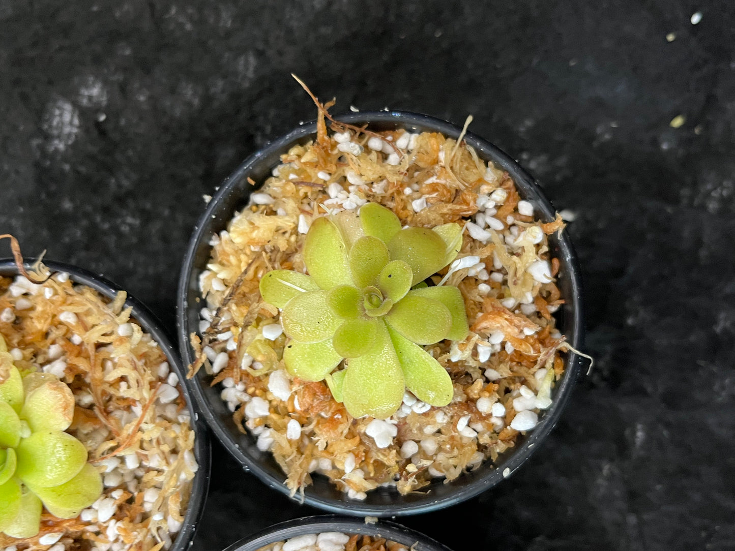 Pinguicula Sp. Huatla
