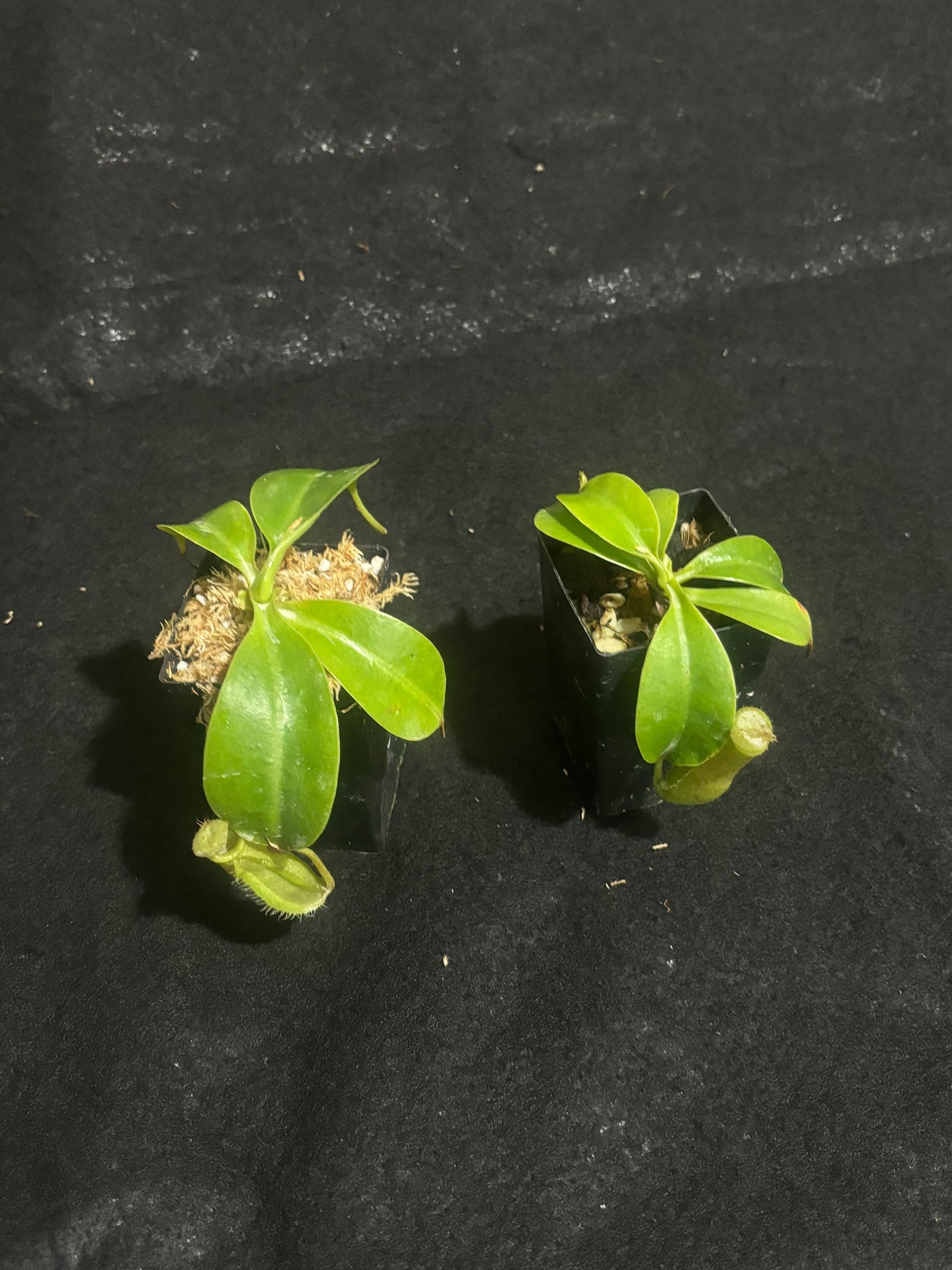 Nepenthes robcantleyi x merrlliana BE-4628
