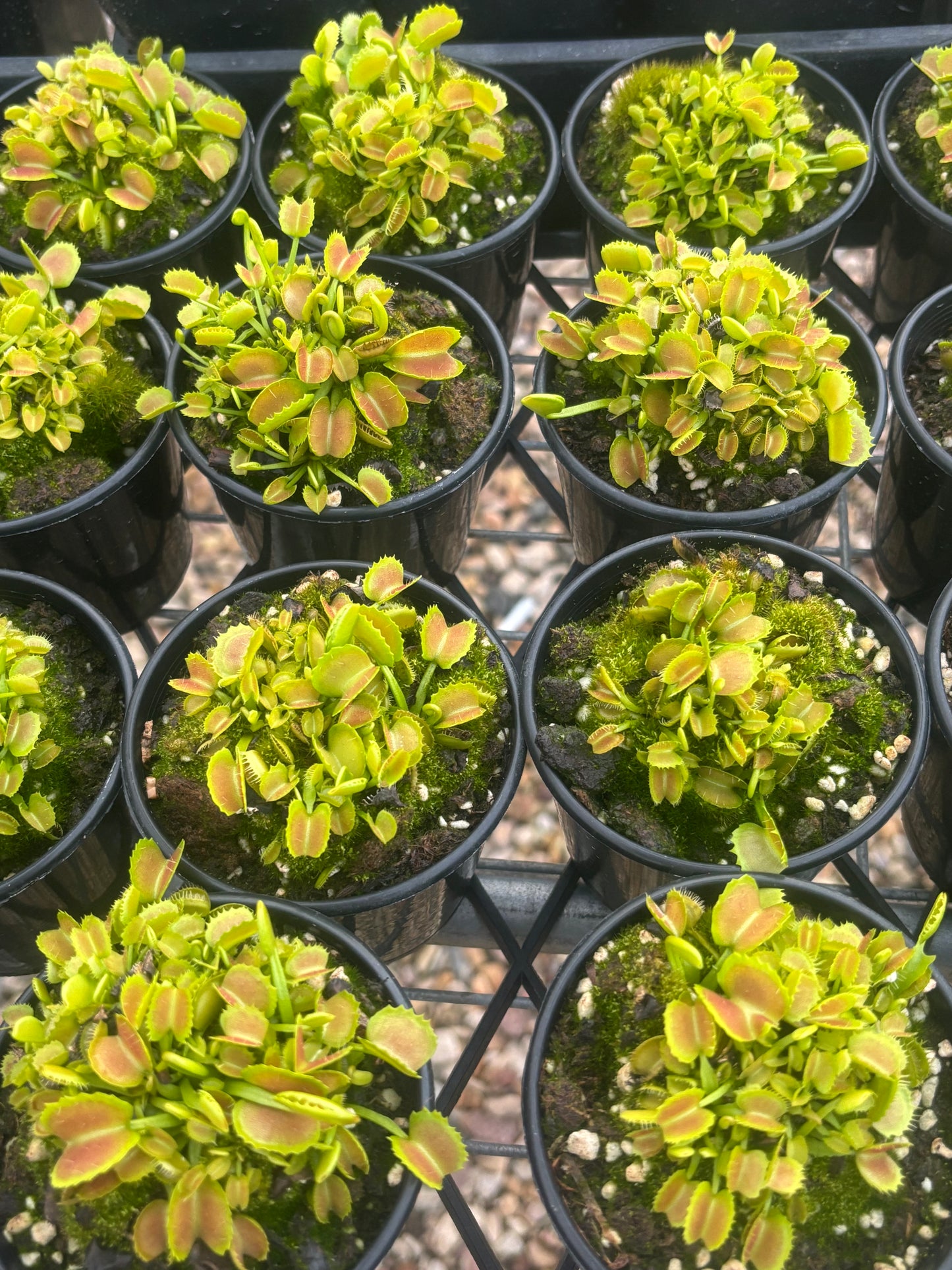 Dionaea muscipula “Candy Cane”