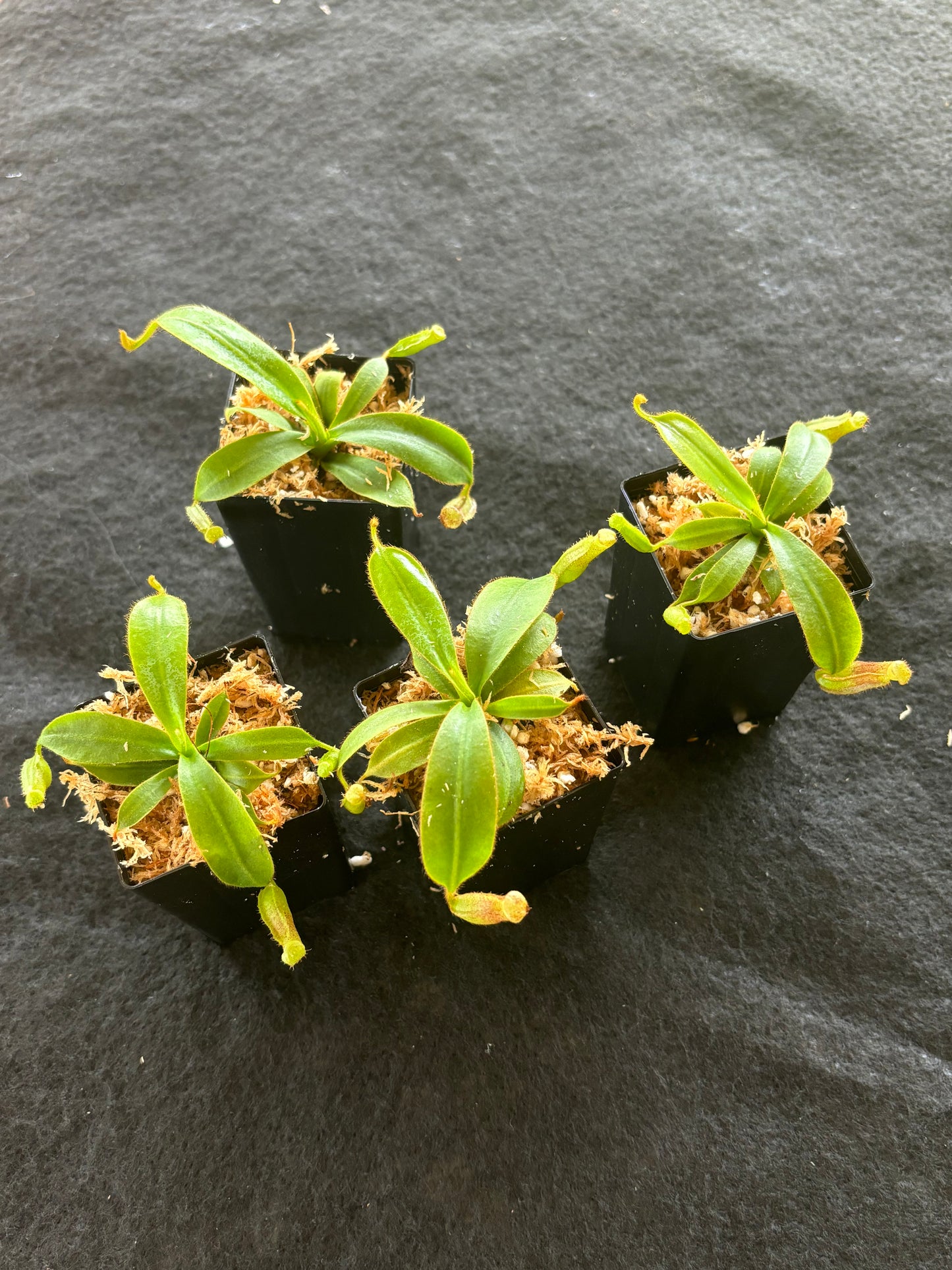 Nepenthes LVB x veitchii (K)
