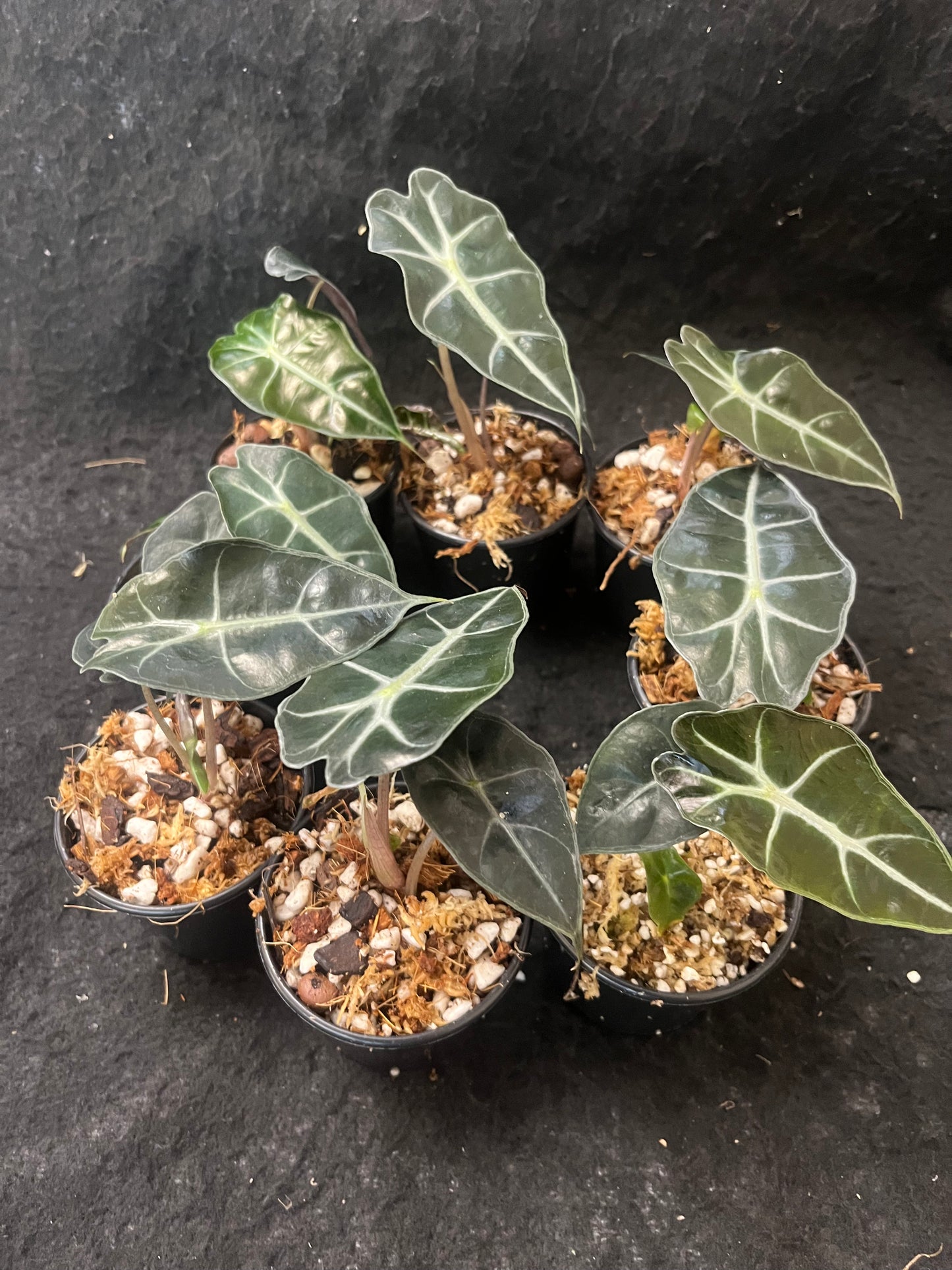 Alocasia x amazonica Dwarf