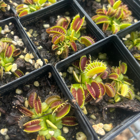 Dionaea muscipula 014#