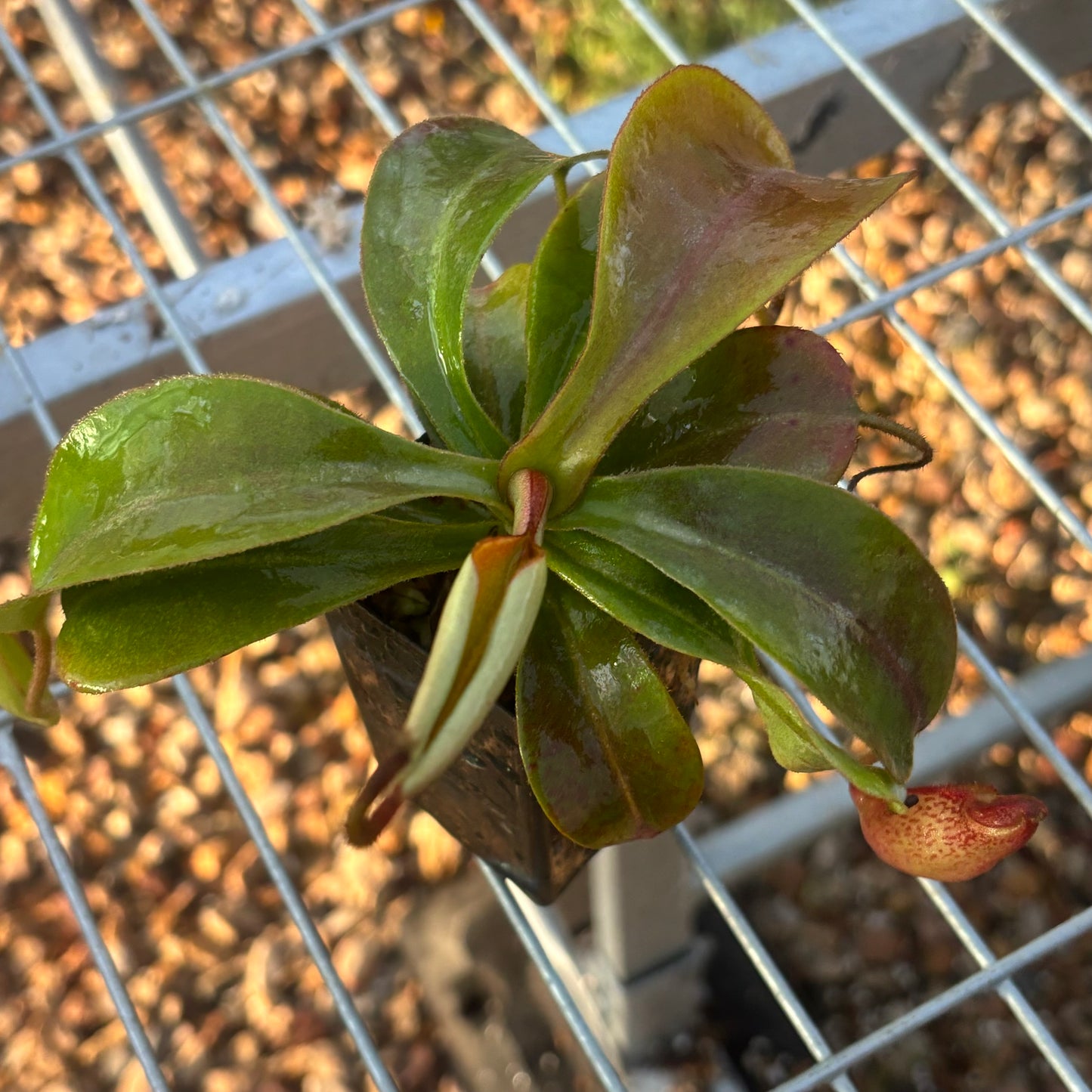 Nepenthes (veitchii x lowii) x spectabilis BE-3400
