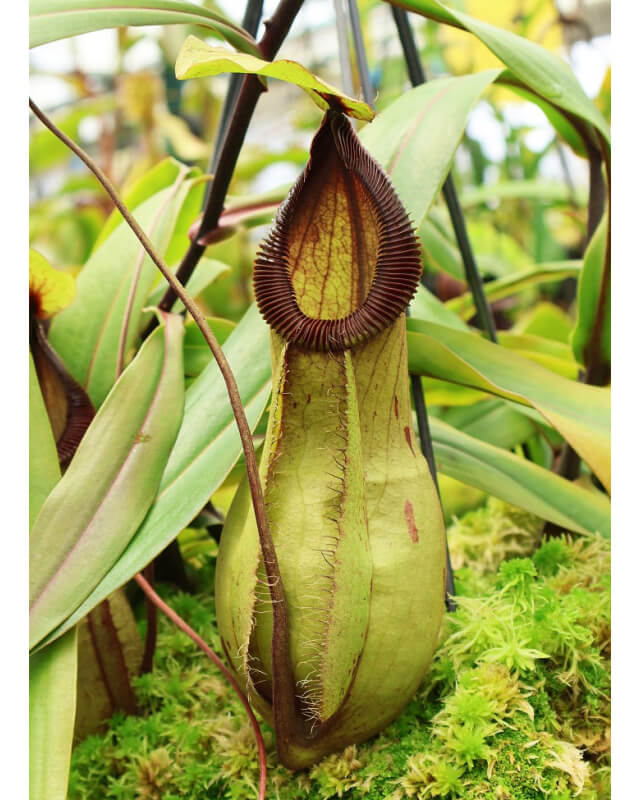 Nepenthes mirabilis var. globosa x hamata