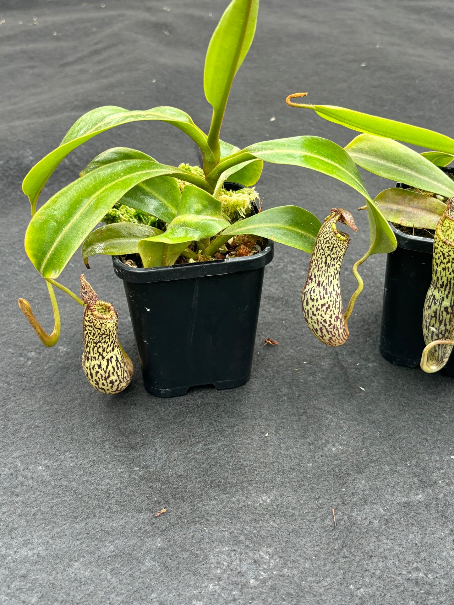 Nepenthes vogelii Seed-grown