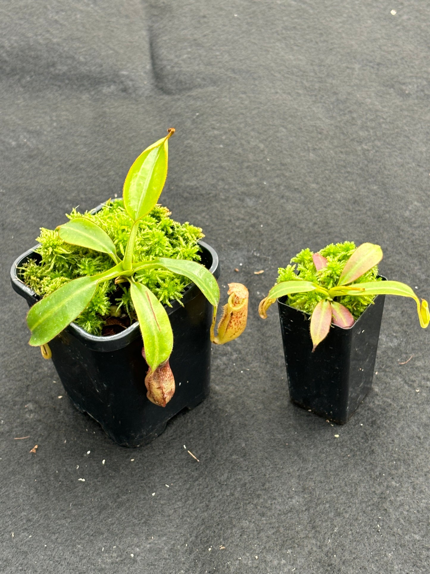 Nepenthes burbidgeae Pig Hill BE-3873