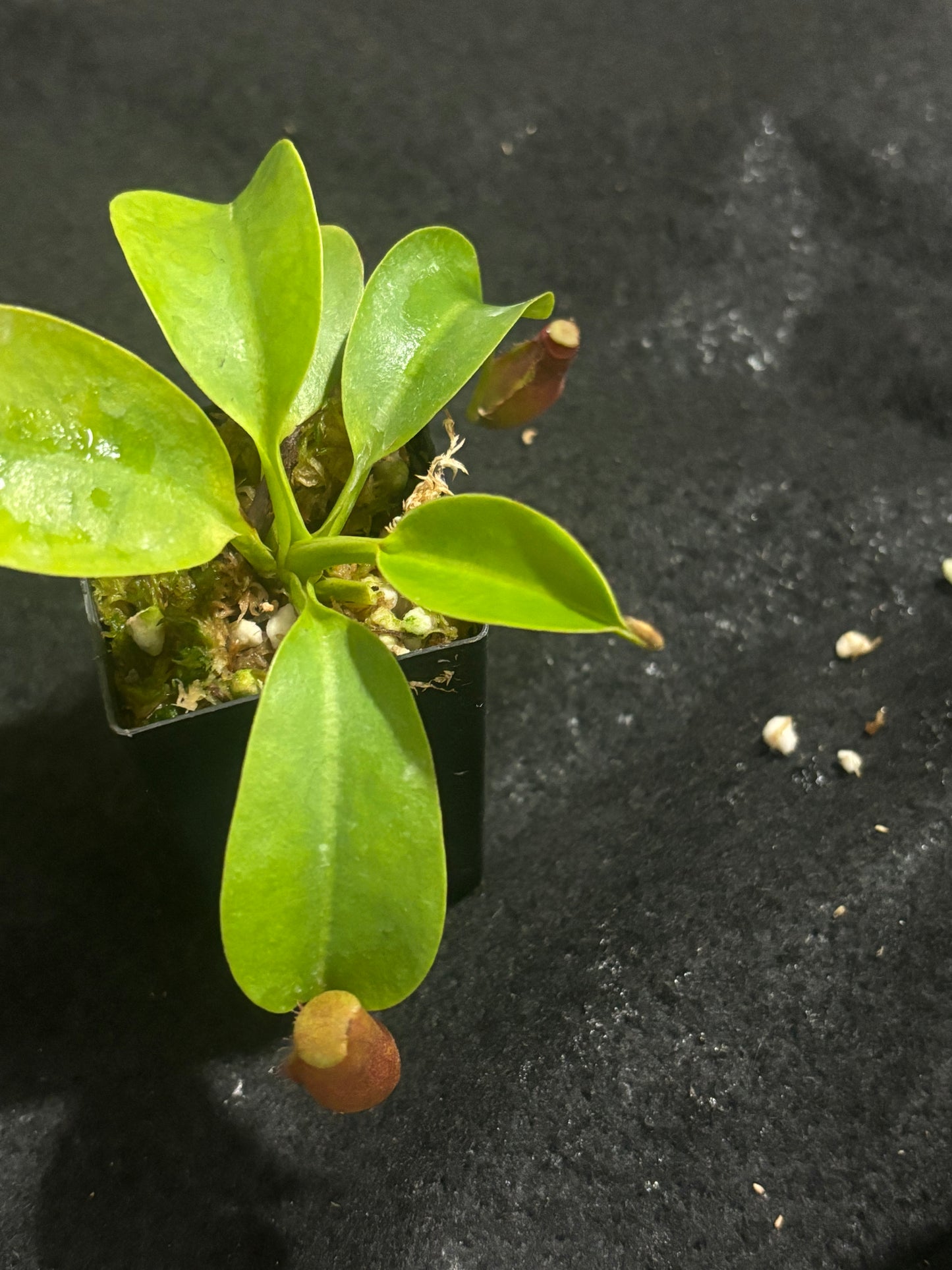 Nepenthes villosa x robcantleyi BE-4079