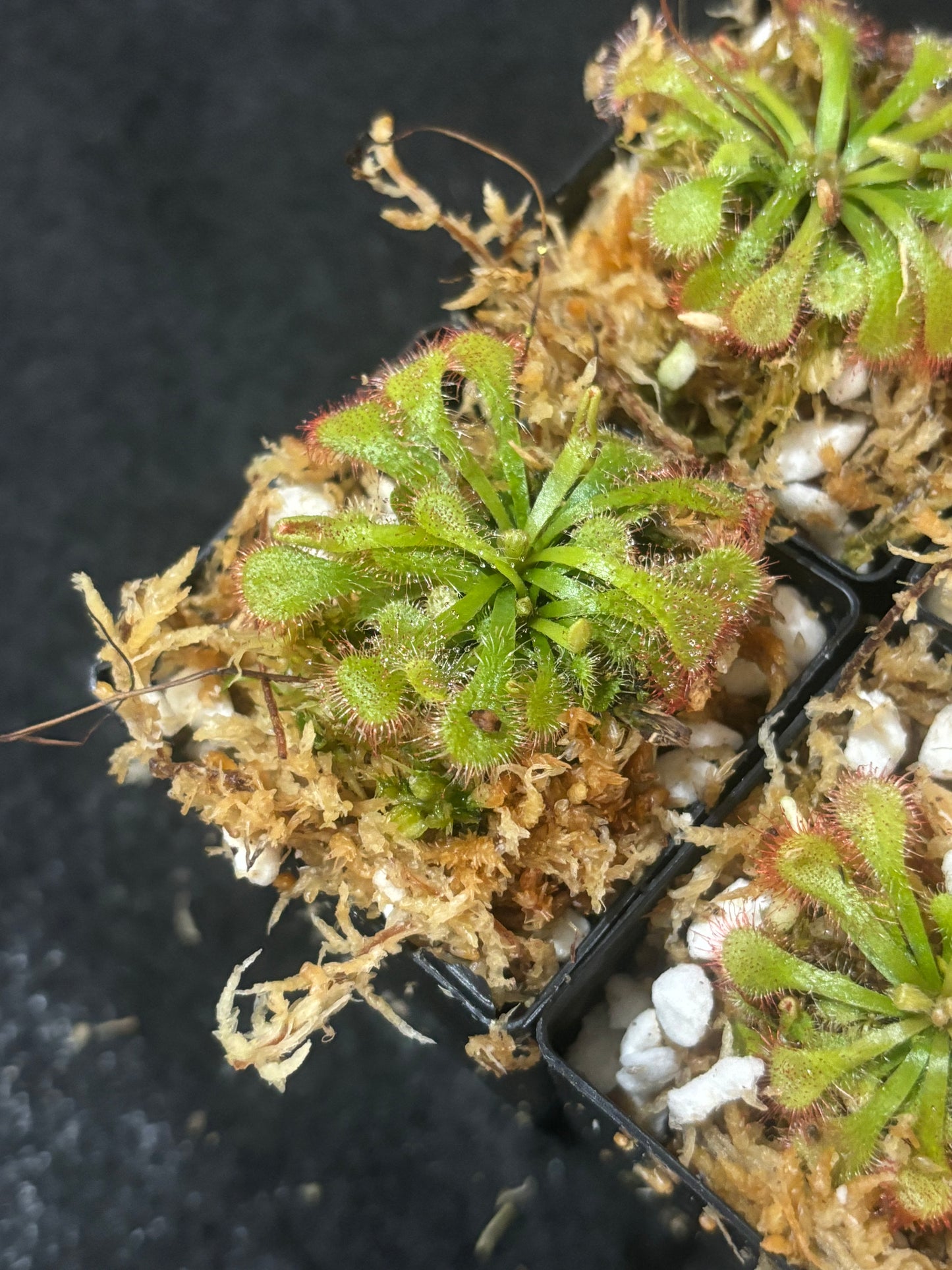 drosera natalensis