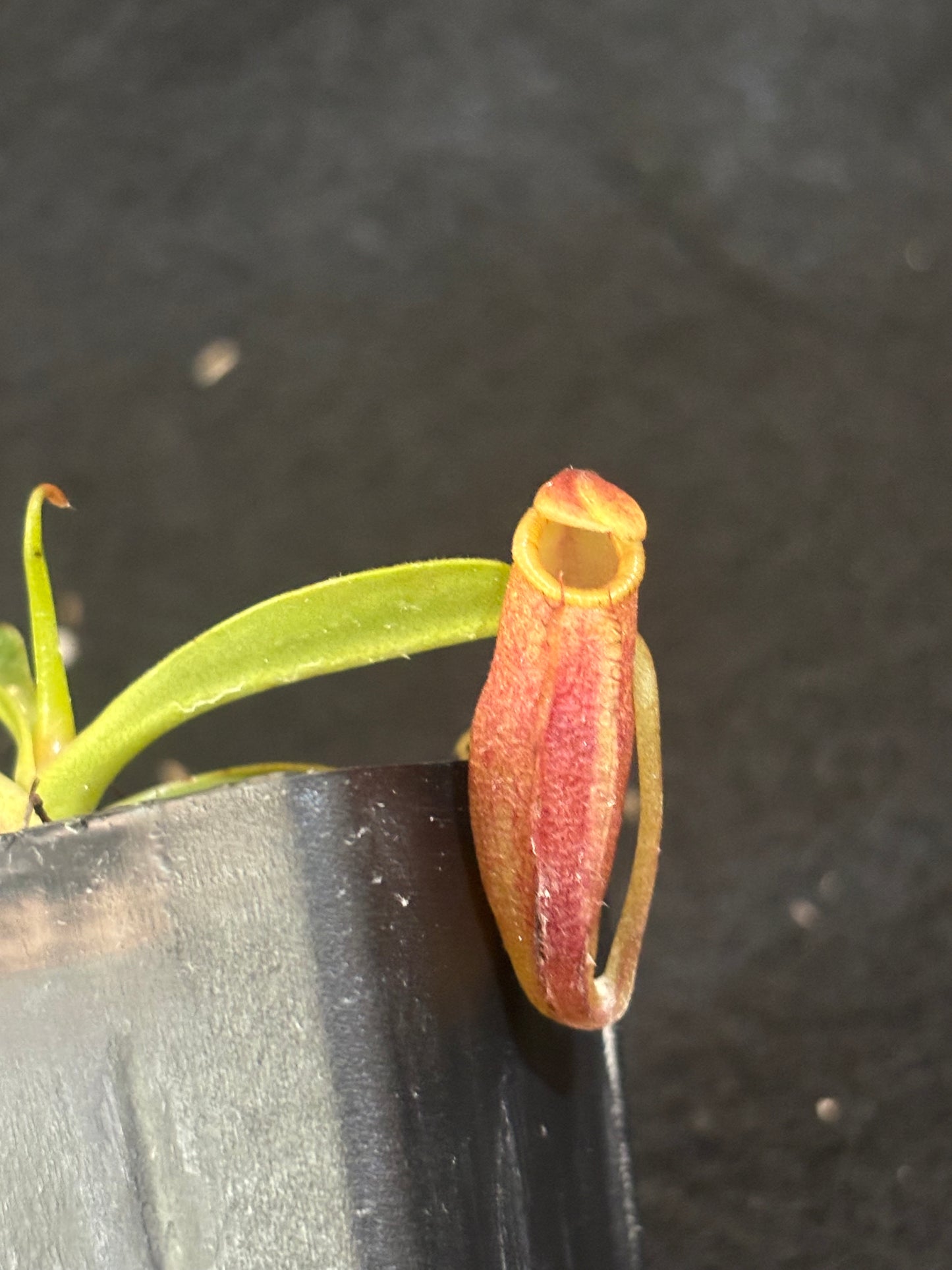 Nepenthes dubia x lowii