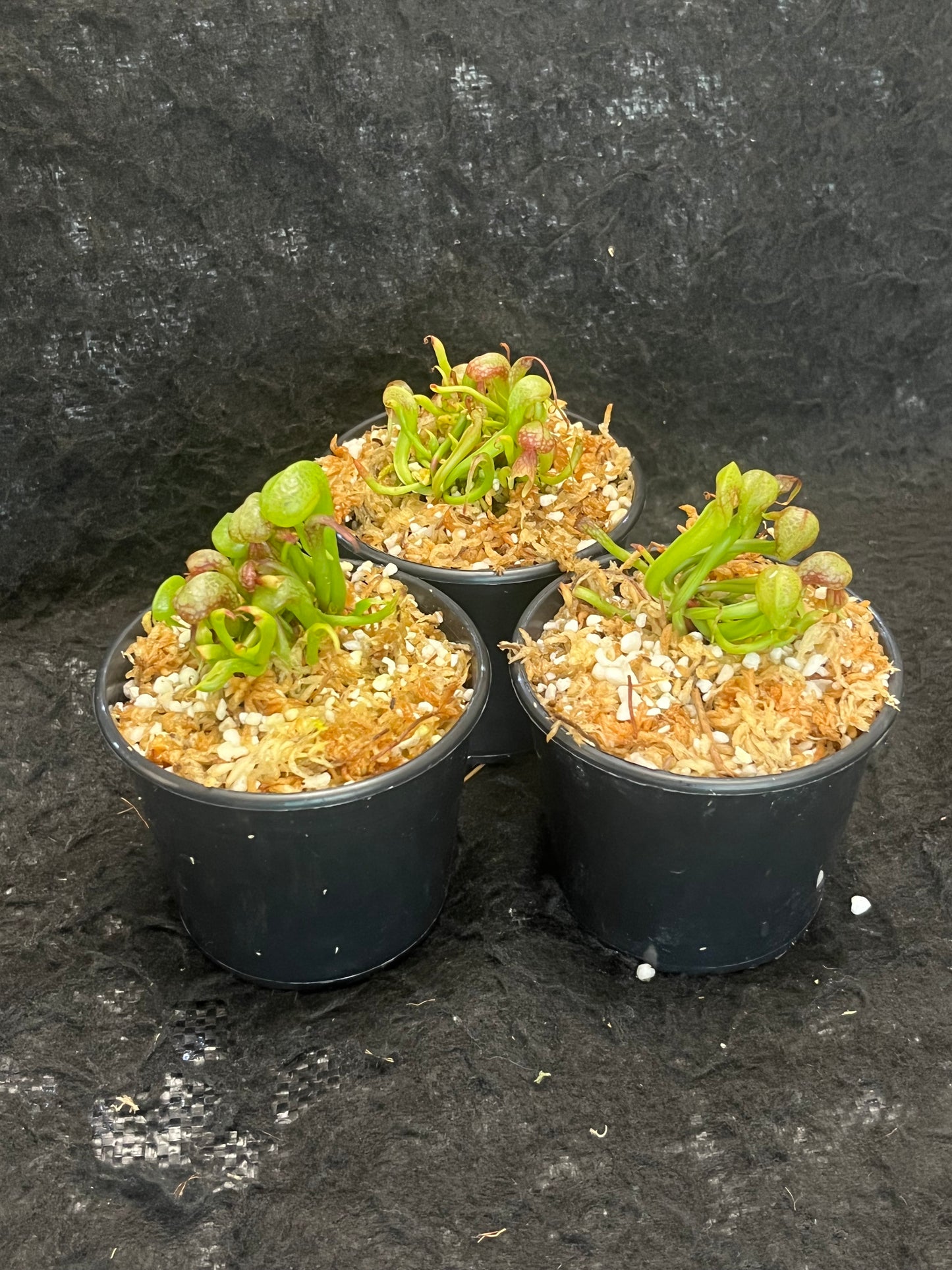 Darlingtonia californica (Cobra Lily)