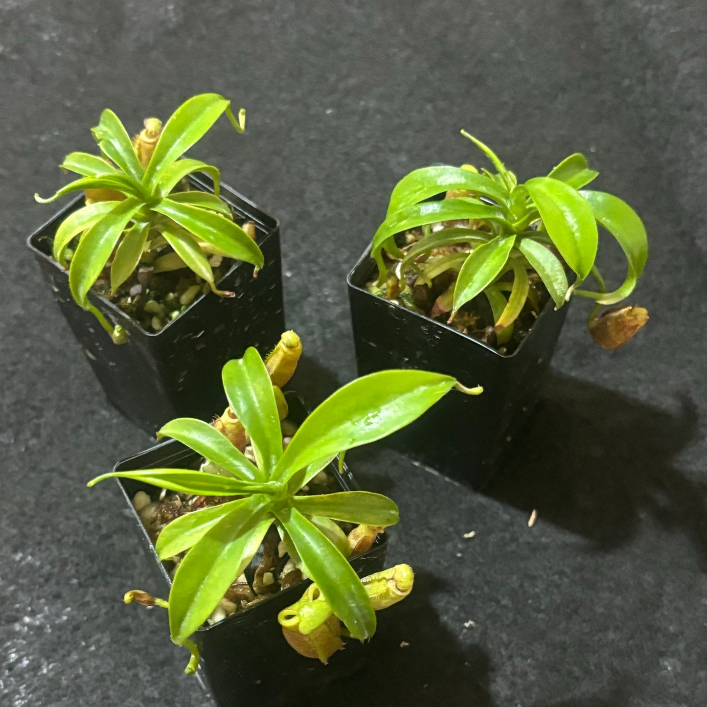 Nepenthes diatas