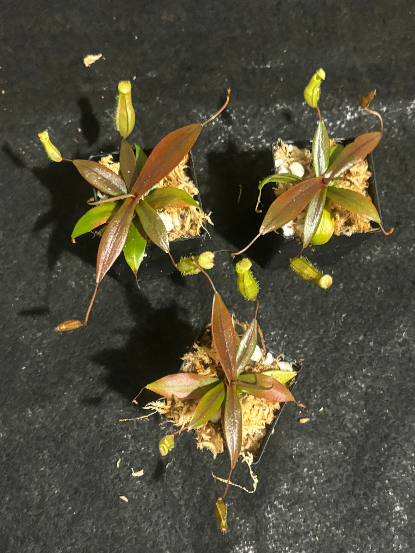 Nepenthes bellii