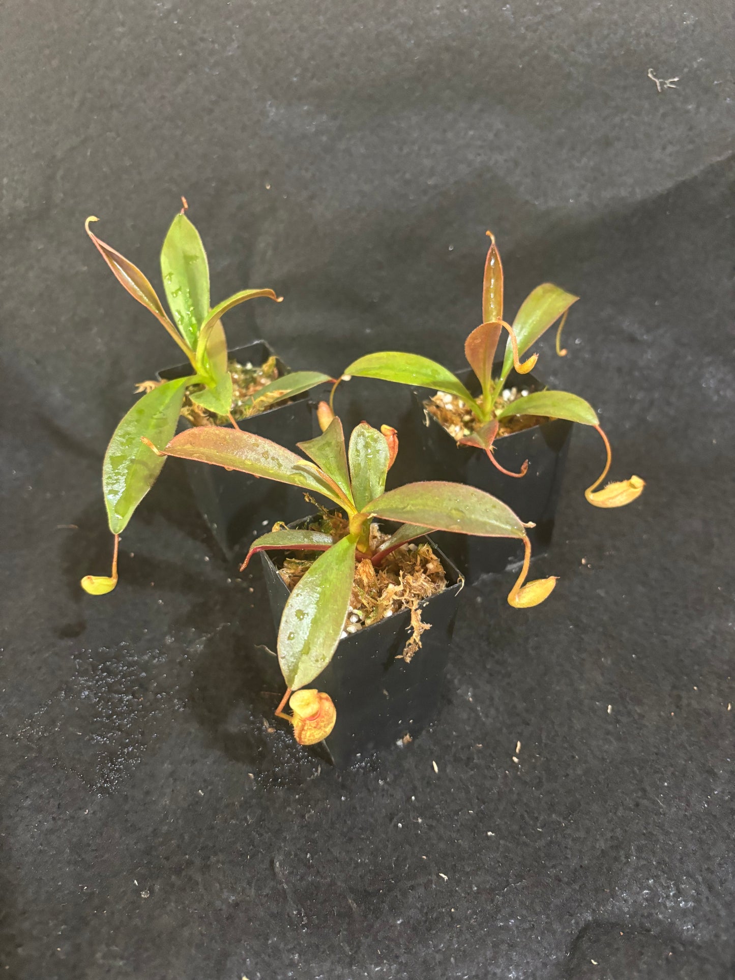 Nepenthes peltata x aristolochioides BE-4633