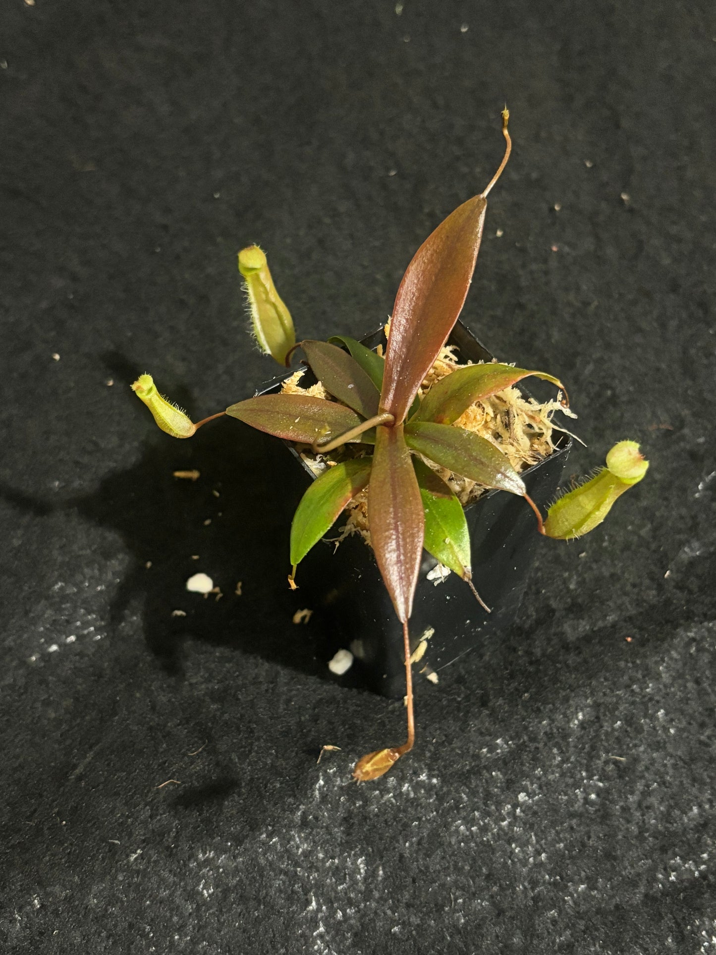 Nepenthes bellii